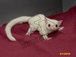 Baruch and Bessie’s leucistic daughter!