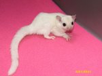 Leopold and Leanne’s leucistic boy (#2)!