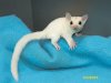 Lennie and Lindy’s leucistic daughter!