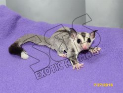 Wilfred & Blyss - Stunning White Face Blonde/White Tip Tail Male