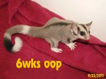 Westcott and Indya have ringtail daughter