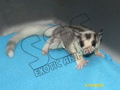 Marquez and Mosy’s mosaic ringtail daughter!