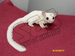 Lukas and Tommi’s baby leucistic girl (#1)!
