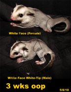 White-Tip White Face Twins