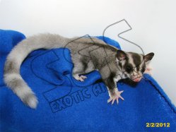 Pasley and Patsy have ringtail son