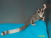 Marvell and Roslyn’s ringtail mosaic son!