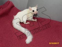 Lukas and Tommi’s baby leucistic girl (#2)!