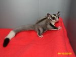 Brady and Tippi ’ s outstanding baby ringtail boy!