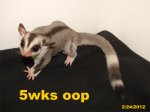 Cortland and Courtalina have mosaic ringtail son