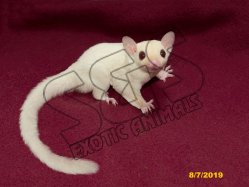 Langley and Larissa’s ruby eyed leucistic son!