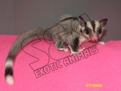 Ross and Maliah’s ringtail boy!