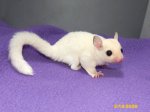 Linfred and Weiss’s leucistic girl (#1)!