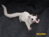 Gregory and Shade’s leucistic girl!