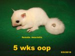 Yuri and Snowball have platinum and leucistic twins