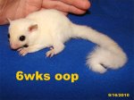 Yuri and Snowball have platinum and leucistic twins