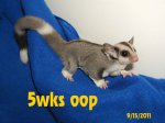 Westcott and Indya have ringtail daughter