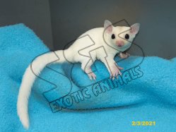 Lennie and Lindy’s leucistic daughter!