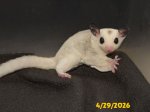 Blake and Milly’s platinum mosaic boy!