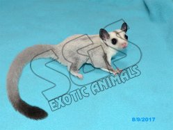 silver sugar glider