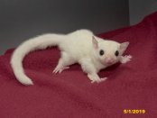 Baruch and Bessie’s leucistic daughter!