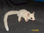 Gerhard and Galina’s leucistic boy!