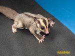 Alex and Terri’s standard gray girl (#1)!