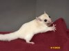 Lukman and Lyly’s leucistic daughter!