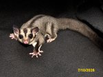 Marshall and Marline’s standard gray son! Marshall and Marline’s standard gray son!