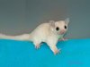 Lynell and Larnelle’s leucistic daughter!