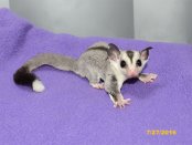 Wilfred & Blyss - Stunning White Face Blonde/White Tip Tail Male