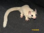 Larenzo and Lexis’ leucistic boy (#2)