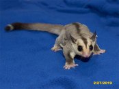 Willis and Nydia’s white face blonde ringtail son!