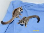 Jack and Joyce, another breeding pair!