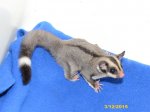 Ziggy and Kyler’s ringtail daughter!