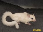Louis and Tina's leucistic boy!