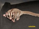 Meet Wiley, the adult male glider!