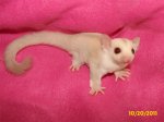 Cielo and Pixie have daughter