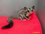 Oakland and Ollie’s Sorong standard gray girl (#2)!