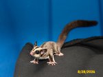 Alex and Terri’s standard gray girl (#2)!