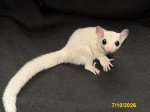 Larenzo and Lexis’ leucistic boy (#1)