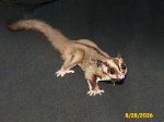 Ashton and Brandee’s standard gray son!