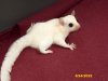 Franklin and Wilma’s leucistic girl!