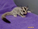 Calvin and Yolanda’s baby caramel girl (#2)!
