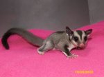 Mauritz and Matilda’s standard gray daughter!