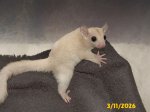Edgar and Lenore's leucistic girl.