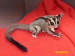 Bruce & Jenny’s standard gray girl!