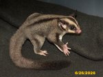 Les and Noella’s standard gray boy!
