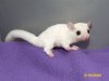 Linfred and Weiss’s leucistic girl (#2)!