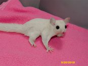 Westley and Bree’s leucistic daughter!