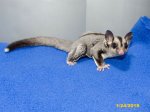 Kolby and Loreal’s baby white tip girl!